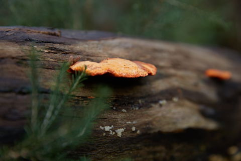 The Briars Park Walking Trails - Lismore Accommodation 1