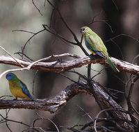 Warby-Ovens National Park - Lismore Accommodation