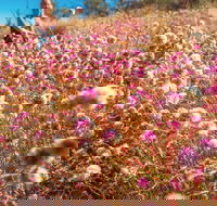 Wineries and Wildflowers - Lismore Accommodation