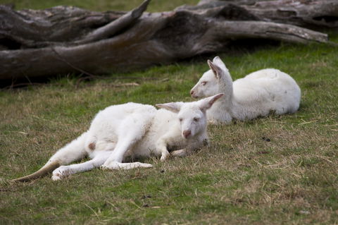 Yarra Valley Nocturnal Zoo - Lismore Accommodation 0