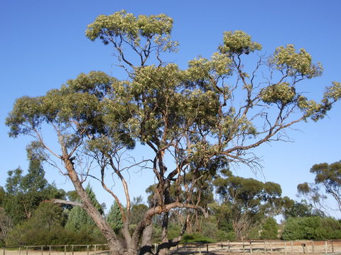 Australian Inland Botanic Gardens - Lismore Accommodation 1