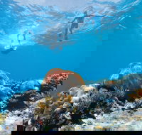 Capricorn Coast and Great Keppel Island Drive Itinerary - Lismore Accommodation