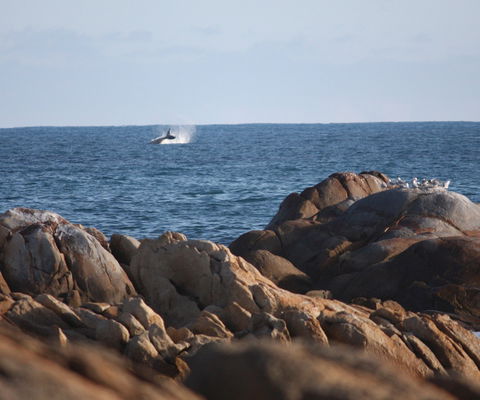 Cape Conran Coastal Park - Lismore Accommodation 1
