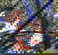 City Park - Lismore Accommodation