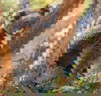 Cleland Wildlife Park - Lismore Accommodation