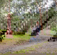 Currawong Bush Park - Lismore Accommodation