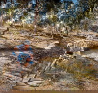 Cycle Mogo State Forest - Lismore Accommodation