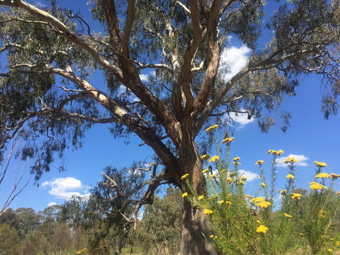 Euroa Arboretum - Lismore Accommodation 0