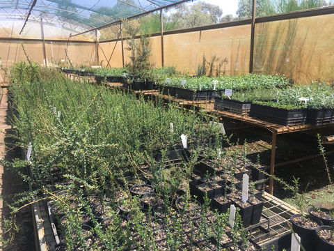Euroa Arboretum - Lismore Accommodation 1