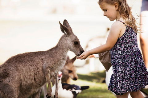 Oakvale Wildlife Park - Lismore Accommodation 1
