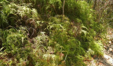 Powder Magazine Walking Track - Lismore Accommodation 0