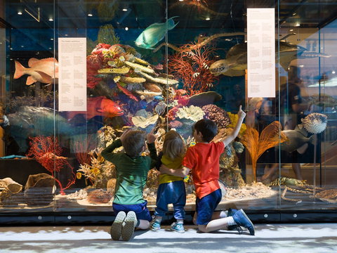 Queensland Museum - Lismore Accommodation 1