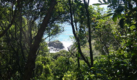 Rainforest Walking Track, Hat Head National Park - Lismore Accommodation 0