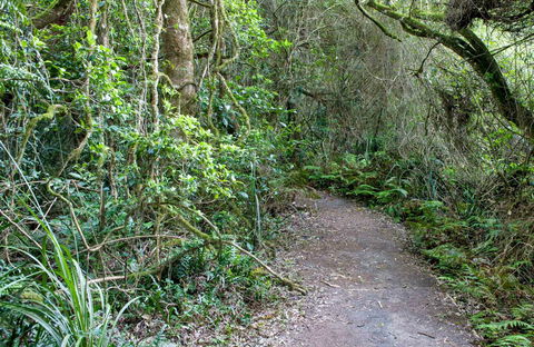 Rainforest Walking Track, Roberston Nature Reserve - Lismore Accommodation 0