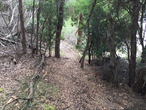 The Lady Barron Foreshore Walk - Lismore Accommodation 1