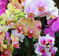 Tinonee Orchid Nursery - Lismore Accommodation