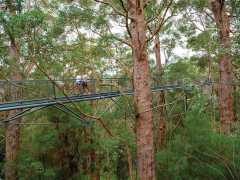 Valley Of The Giants Tree Top Walk - Lismore Accommodation 1