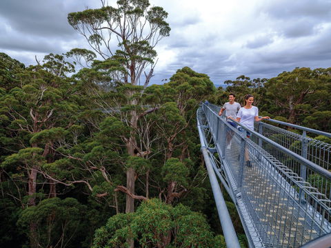 Valley Of The Giants Tree Top Walk - Lismore Accommodation 2