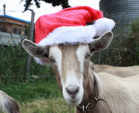 Bream Creek Farmers Market - Lismore Accommodation 0