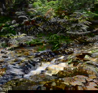 Budderoo National Park - Lismore Accommodation