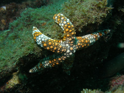 Mudjimba (Old Woman) Island Dive Site - Lismore Accommodation 0