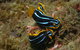 Mudjimba (Old Woman) Island Dive Site - thumb 1