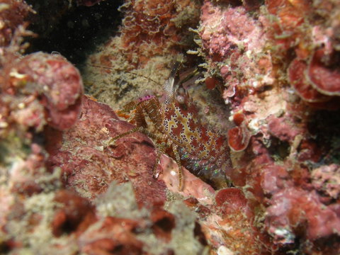 Mudjimba (Old Woman) Island Dive Site - Lismore Accommodation 2