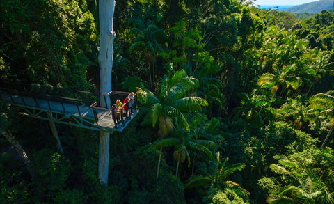 Tamborine Rainforest Skywalk - Lismore Accommodation 0