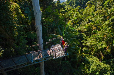 Tamborine Rainforest Skywalk - Lismore Accommodation 1