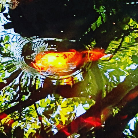 The Fernery At Diamond Waters - Lismore Accommodation 2