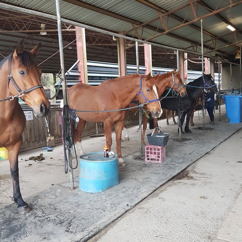 The Equine Club - Lismore Accommodation 0