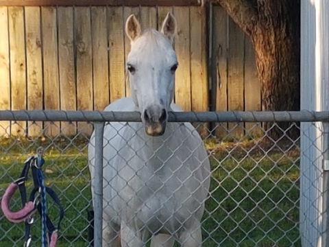 The Equine Club - Lismore Accommodation 2