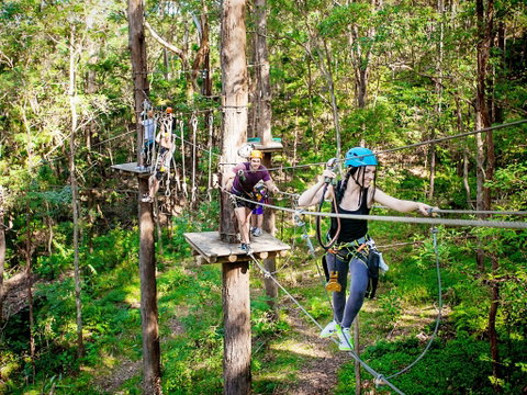 TreeTop Challenge Currumbin Wildlife Sanctuary - Lismore Accommodation 1