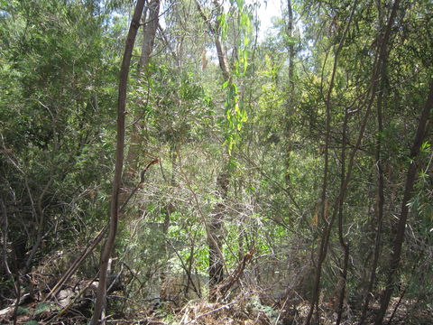 Wangaratta Common Nature Conservation Reserve - Lismore Accommodation 0