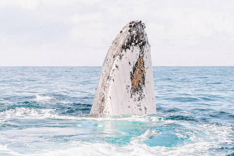 Premier Whale Watching Byron Bay - Lismore Accommodation 8