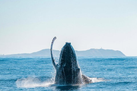 Premier Whale Watching Byron Bay - Lismore Accommodation 2