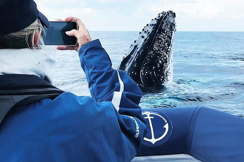 Premier Whale Watching Byron Bay - Lismore Accommodation 6