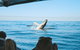 Premier Whale Watching Byron Bay - thumb 5
