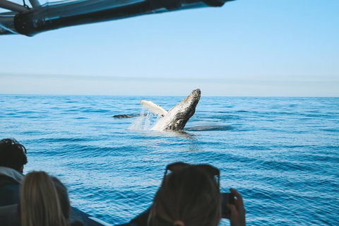 Premier Whale Watching Byron Bay - Lismore Accommodation 5