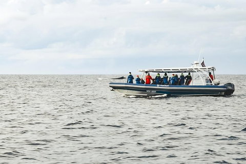 Premier Whale Watching Byron Bay - Lismore Accommodation 9