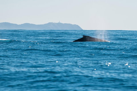 Premier Whale Watching Byron Bay - Lismore Accommodation 4
