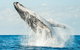 Premier Whale Watching Byron Bay - thumb 0