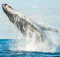 Premier Whale Watching Byron Bay - Lismore Accommodation