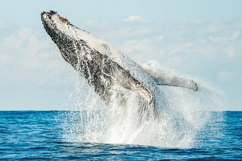 Premier Whale Watching Byron Bay - Lismore Accommodation 0