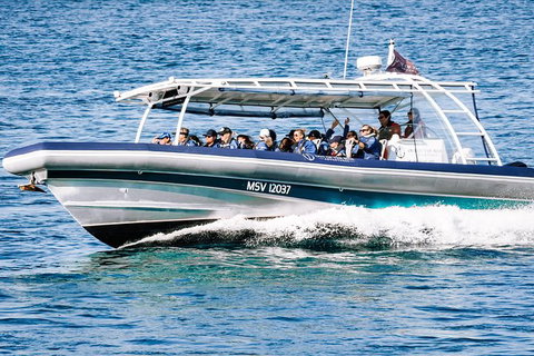 Premier Whale Watching Byron Bay - Lismore Accommodation 7