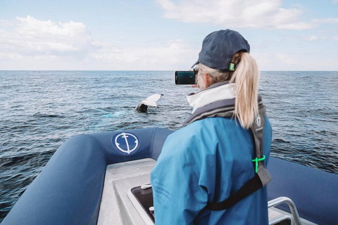 Premier Whale Watching Byron Bay - Lismore Accommodation 10