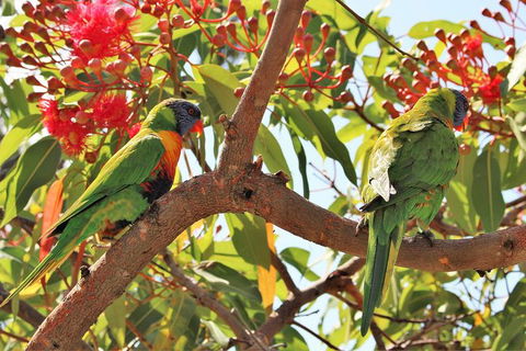 Half Day Manly Beach And More - Lismore Accommodation 10