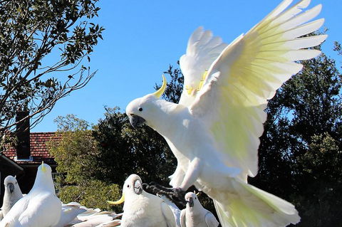 Half Day Manly Beach And More - Lismore Accommodation 1