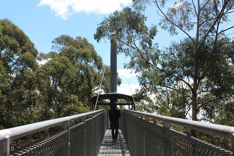 Illawarra Fly Treetop Adventures Admission Including Zipline Tour - Lismore Accommodation 2