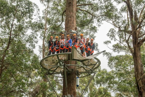 Illawarra Fly Treetop Adventures Admission Including Zipline Tour - Lismore Accommodation 4
